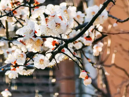 Casino777 Casino Mobilna aplikacija